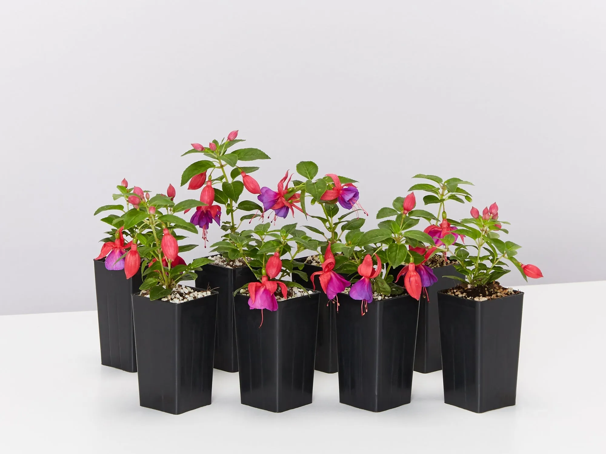 Fuchsia magellanica Charm Rose Purple