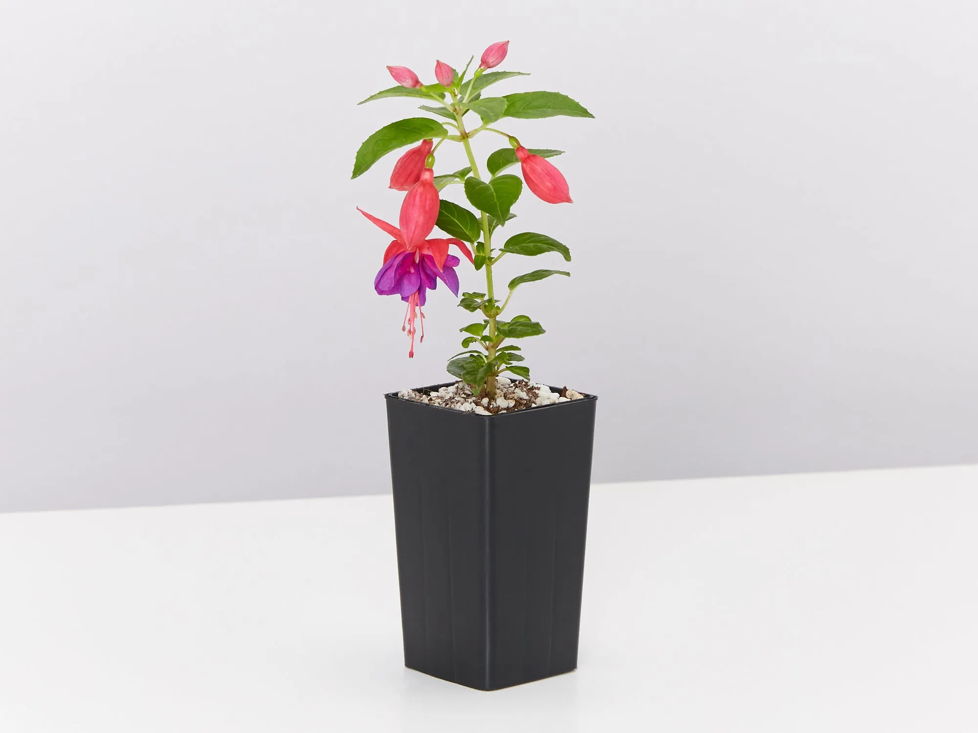 Fuchsia magellanica Charm Rose Purple