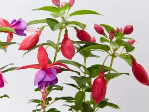 Fuchsia magellanica Charm Rose Purple